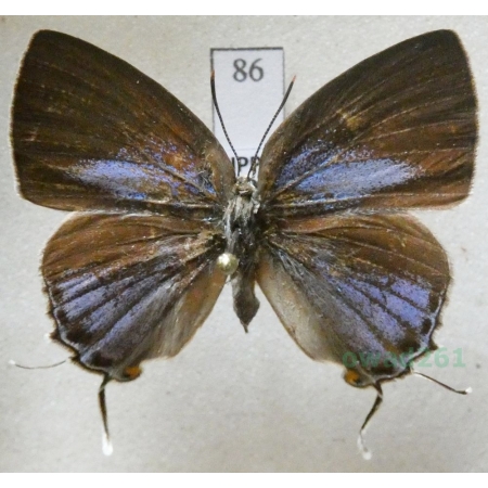 Tajuria mantra (C.Felder & R.Felder, 1860) Philippines86